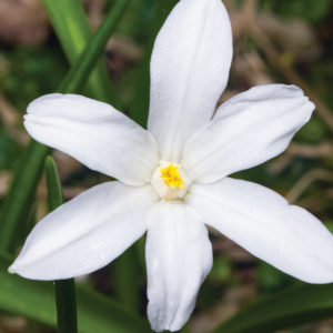 Chionodoxa, Luciliae Alba