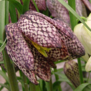 Fritillaria, Meleagris