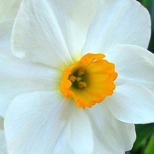 Tazetta Narcissus, Cragford
