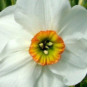 Poeticus Narcissus, Pheasant’s Eye