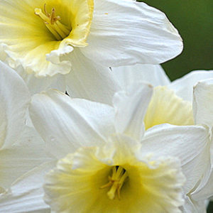Tazetta Narcissus, Silver Chimes