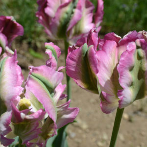 Parrot Tulip, Green Wave