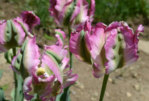 Parrot Tulip, Green Wave