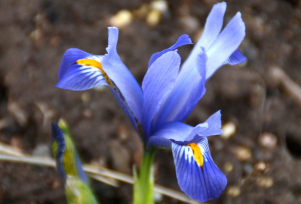 Rock Garden Iris, Reticulata Alida