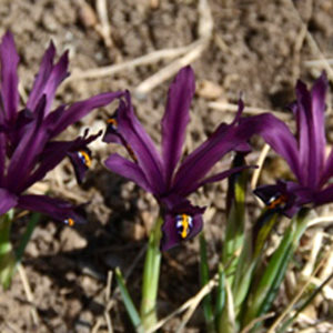 Rock Garden Iris, Reticulata Harmony