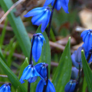 Scilla, Siberica Spring Beauty
