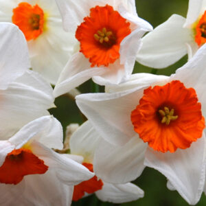 Small Cupped Narcissus, Barrett Browning