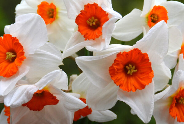 Small Cupped Narcissus, Barrett Browning