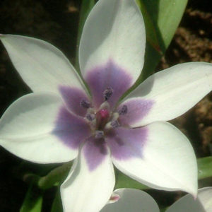 Species Tulip, Humilis Alba Coerulea Oculata