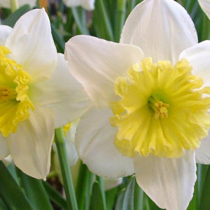 Large Cupped Narcissus, Ice Follies
