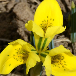 Rock Garden Iris, Danfordiae