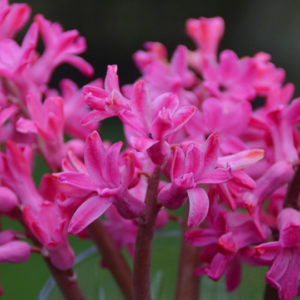 Hyacinthus orientalis, Jan Bos