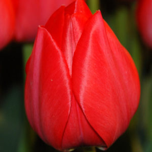 Single Early Tulip, Kingsblood