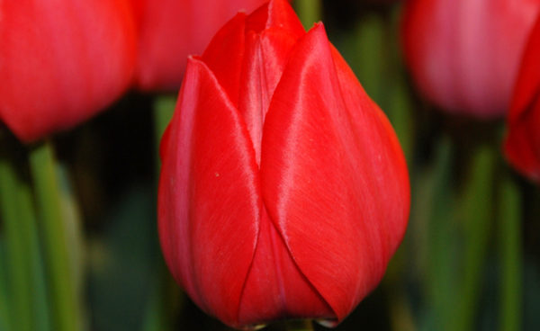 Single Early Tulip, Kingsblood