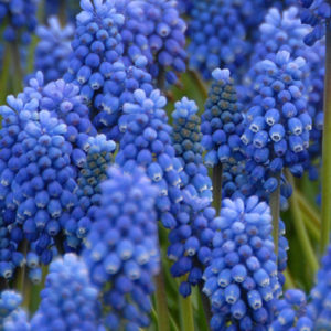Muscari, Auchieri Blue Magic