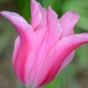 Lily Flowering Tulip, Mariette