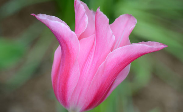 Lily Flowering Tulip, Mariette