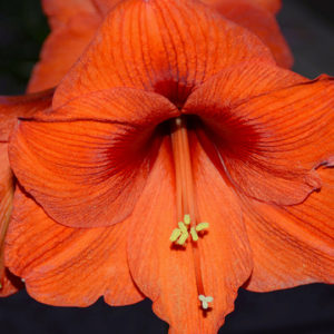 Christmas-Flowering Single Amaryllis, Merry Christmas