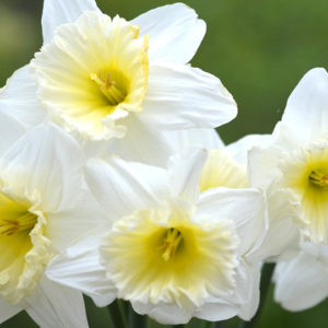 Trumpet Daffodil, Mount Hood