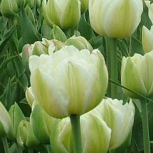 Peony Flowering Tulip, Mt. Tacoma
