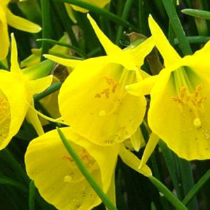 Species Miniature Narcissus, Bulbocodium Golden Bells