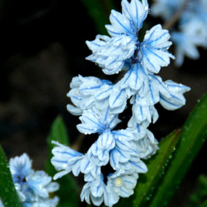 Puschkinia, Libanotica
