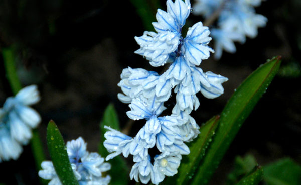 Puschkinia, Libanotica