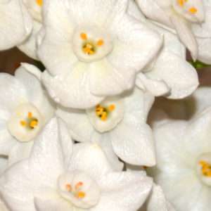 Paperwhite, Ziva