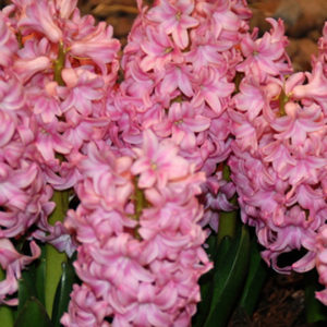 Hyacinthus orientalis, Pink Pearl
