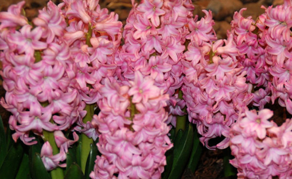 Hyacinthus orientalis, Pink Pearl