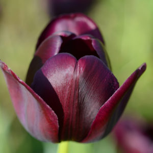Single Late Tulip, Queen of the Night