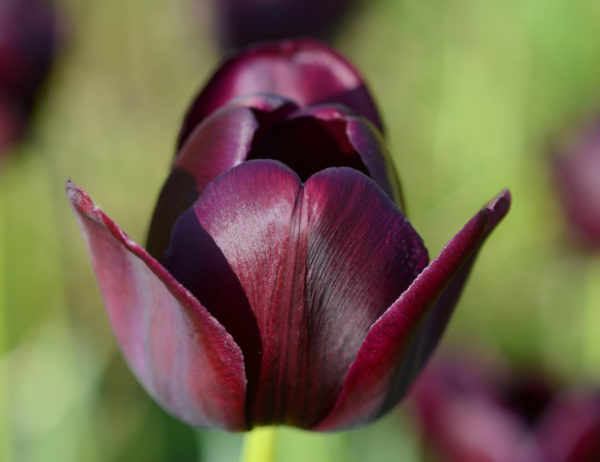 Single Late Tulip, Queen of the Night