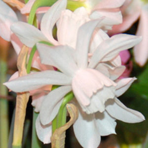 Triandus Narcissus, Thalia