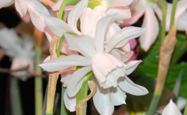 Triandus Narcissus, Thalia