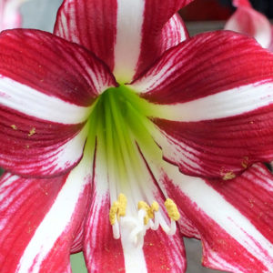 Winter-Flowering Exotic Dutch Trumpet Amaryllis, Santiago