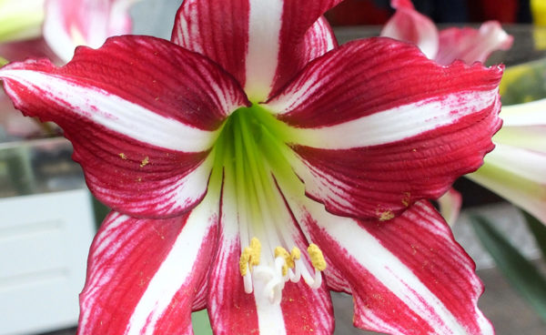 Winter-Flowering Exotic Dutch Trumpet Amaryllis, Santiago
