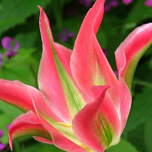 Green or Viridiflora Tulip, Virichic