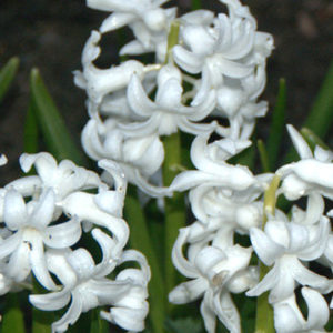 Hyacinthus orientalis, White Pearl