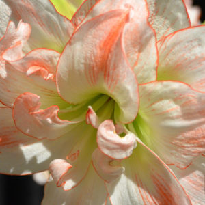 Christmas-Flowering Double Amaryllis, Zombie