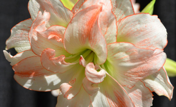 Christmas-Flowering Double Amaryllis, Zombie