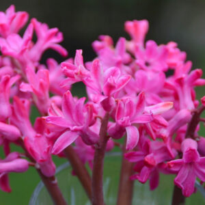 Hyacinthus orientalis, Jan Bos