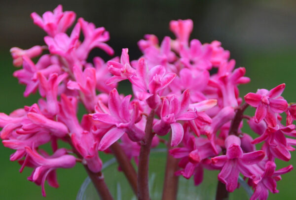 Hyacinthus orientalis, Jan Bos