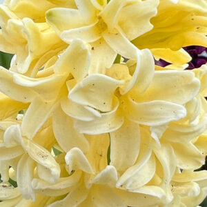 Hyacinthus orientalis, City of Haarlem
