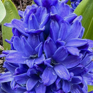 Hyacinthus orientalis, Delft Blue