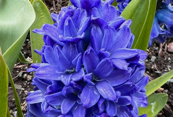 Hyacinthus orientalis, Delft Blue