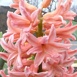 Hyacinthus orientalis, Gypsy Queen