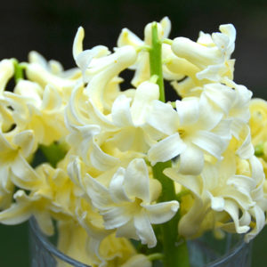 Hyacinthus orientalis, City of Haarlem