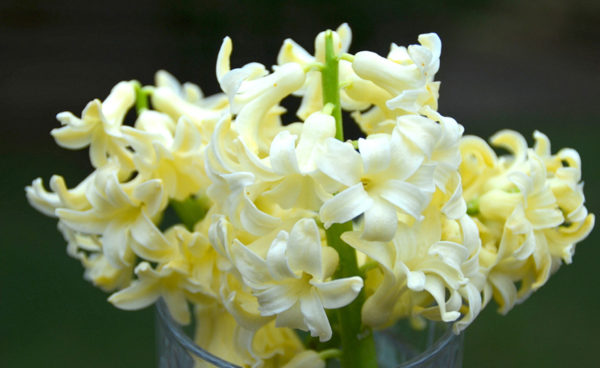 Hyacinthus orientalis, City of Haarlem