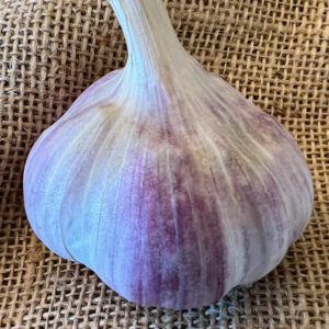 Porcelain Garlic, Georgian Crystal - 4 oz