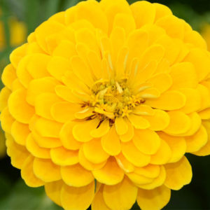 Zinnia, Canary Bird (Giant Dahlia)